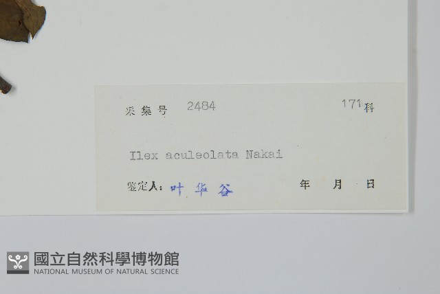 鼠李冬青、滿樹星藏品圖，第2張