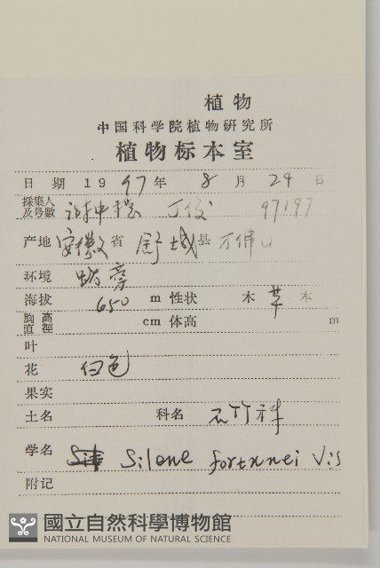 蠅子草藏品圖，第2張