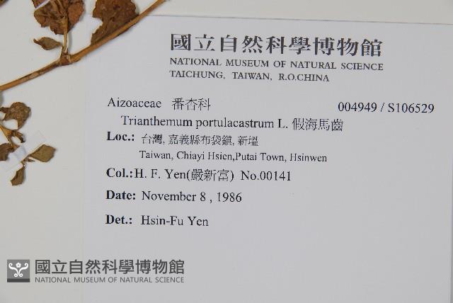 假海馬齒藏品圖，第2張