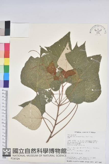 白匏子藏品圖，第1張