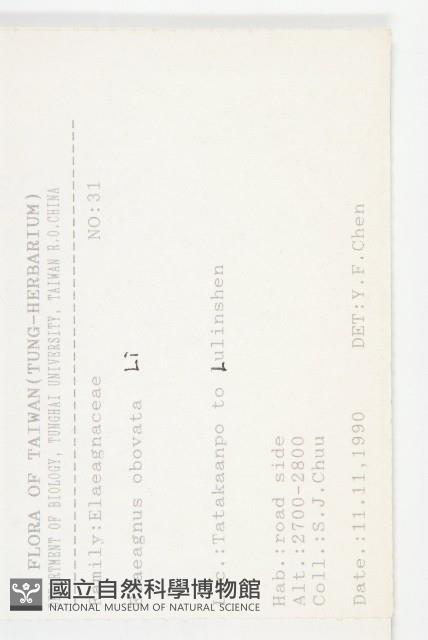 小葉胡頹子藏品圖，第2張