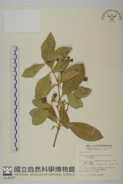 交趾衛矛藏品圖，第1張