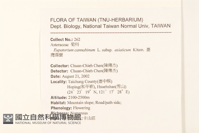 台灣澤蘭藏品圖，第2張