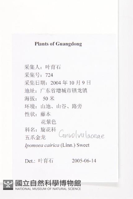 番仔藤藏品圖，第2張