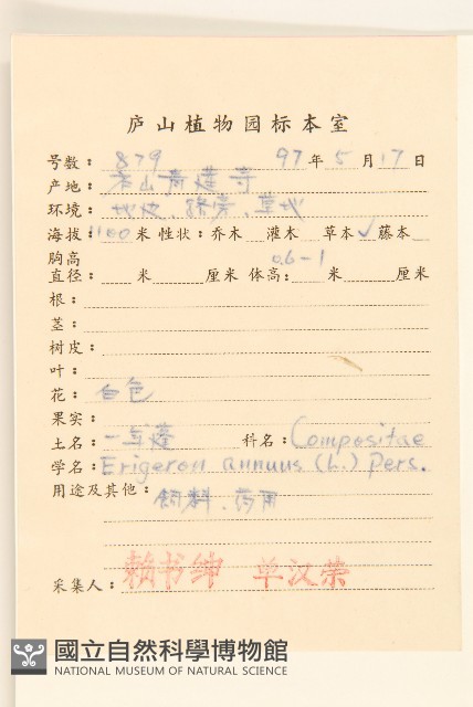白頂飛蓬藏品圖，第2張