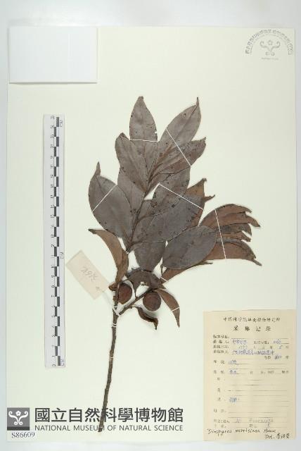 山紅柿藏品圖，第1張