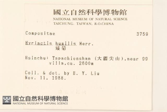 矮菊藏品圖，第2張