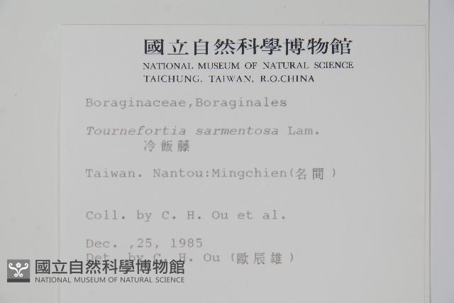 冷飯藤藏品圖，第2張