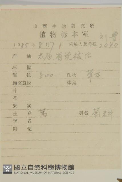 灰綠藜藏品圖，第2張