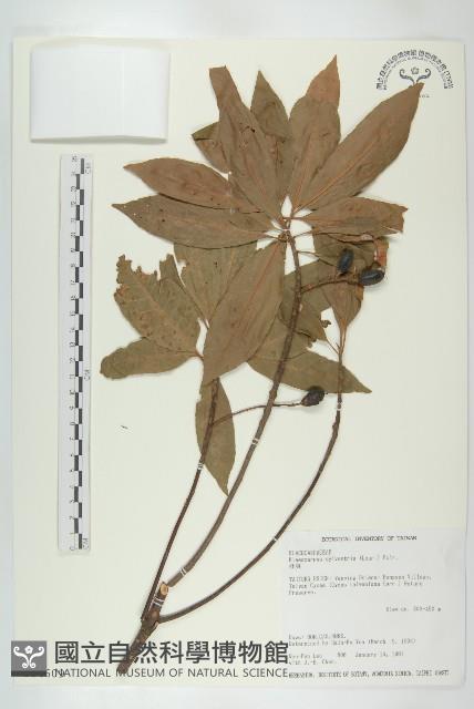 杜英、山杜英、蘭嶼杜英藏品圖，第1張