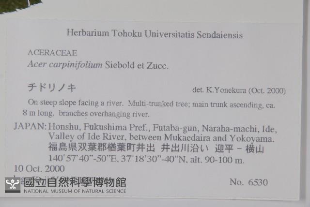 鵝耳櫪槭藏品圖，第2張