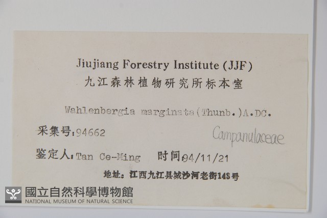 細葉蘭花參藏品圖，第2張