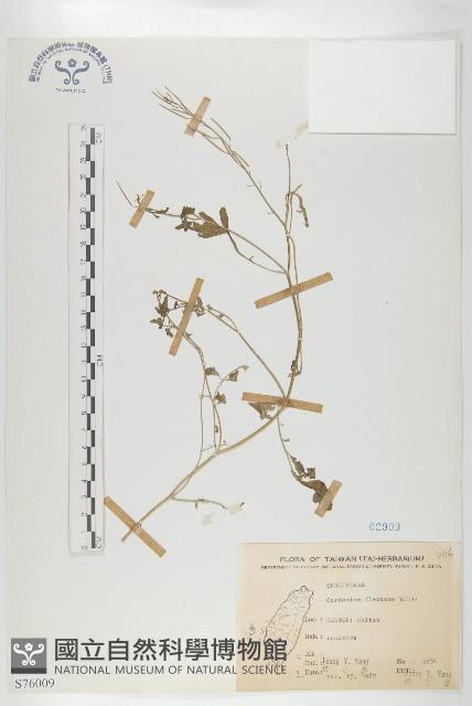 Small-leaved bittercress Collection Image, Figure 1, Total 2 Figures