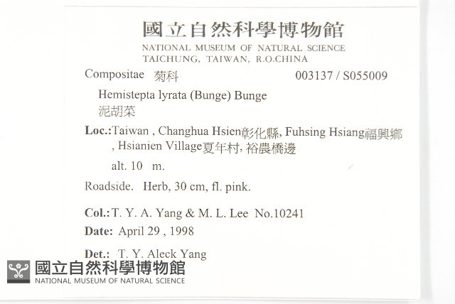 泥胡菜藏品圖，第2張