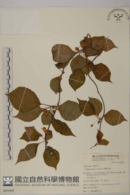 大葉南蛇藤藏品圖，第1張