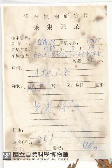 卵葉菜欒藤藏品圖，第2張