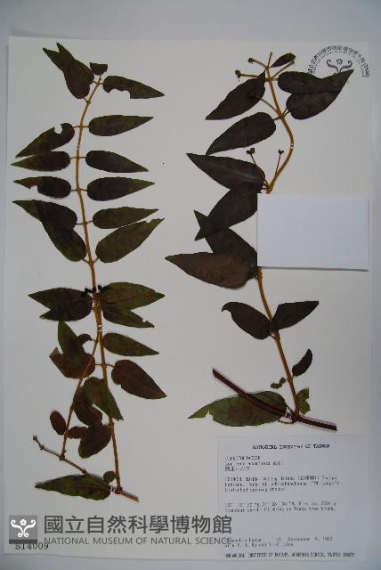 阿里山忍冬、漸尖葉忍冬藏品圖，第1張