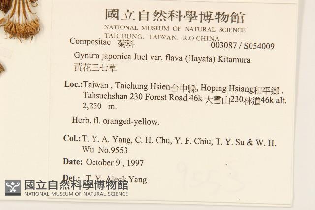 黃花三七草藏品圖，第2張