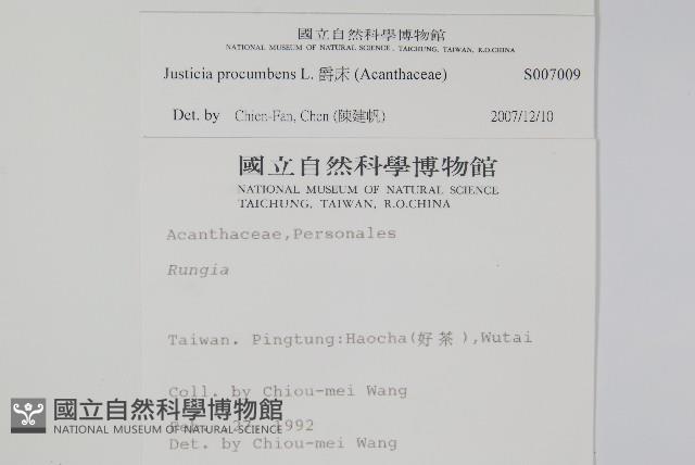 爵床藏品圖，第2張