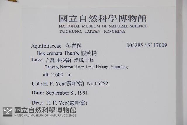 假黃楊藏品圖，第2張