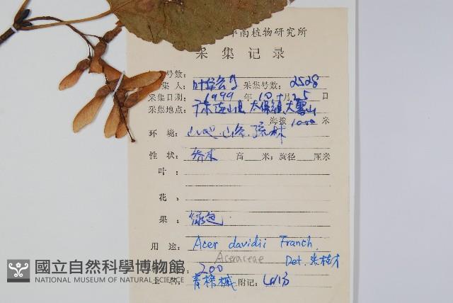 青榨槭藏品圖，第2張