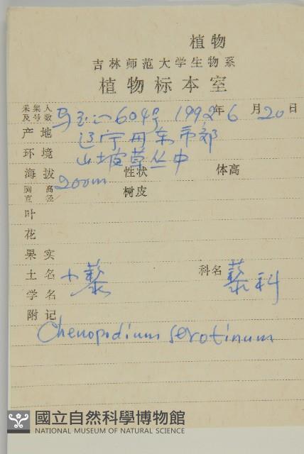 小葉藜藏品圖，第2張