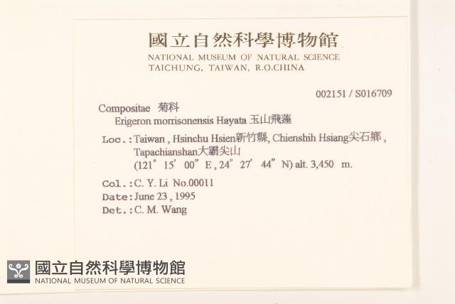 玉山飛蓬藏品圖，第2張