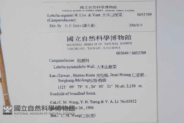 大本山梗菜藏品圖，第2張