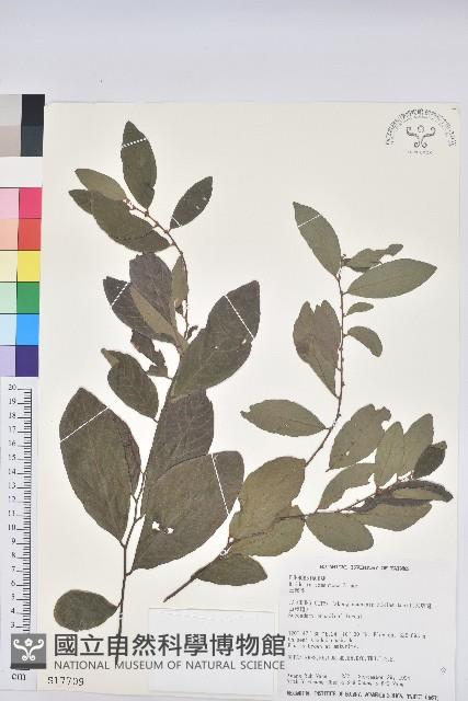 土密樹藏品圖，第1張