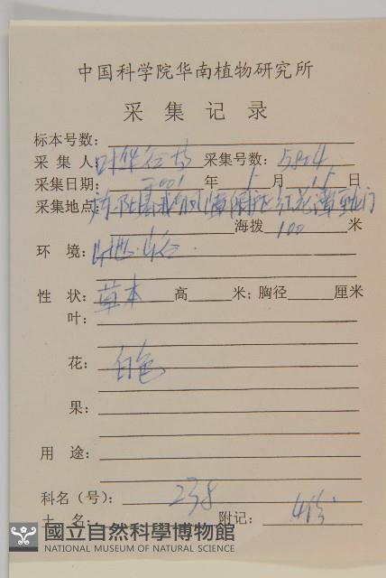白花鬼針藏品圖，第2張