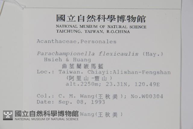 曲莖馬藍藏品圖，第2張