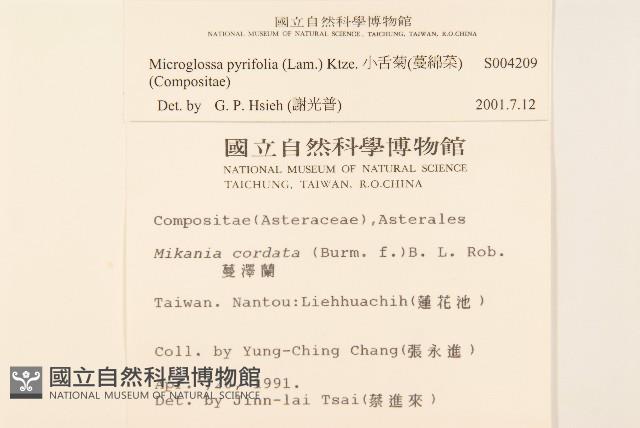 小舌菊、蔓綿菜藏品圖，第2張