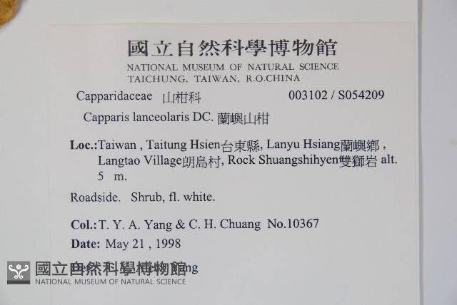 蘭嶼山柑藏品圖，第2張