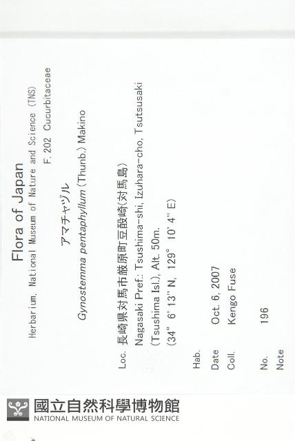 絞股藍藏品圖，第2張