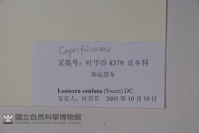 山銀花藏品圖，第2張