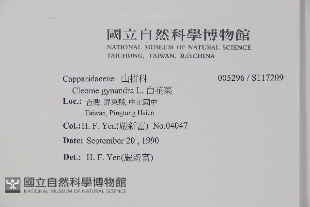 白花菜藏品圖，第2張