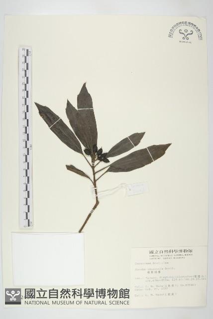 桃葉珊瑚藏品圖，第1張