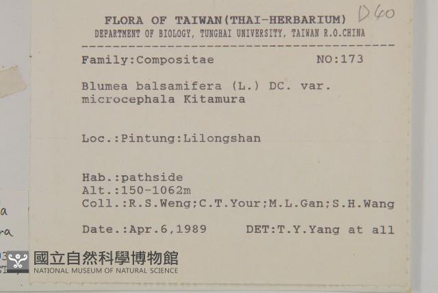 艾納香藏品圖，第2張