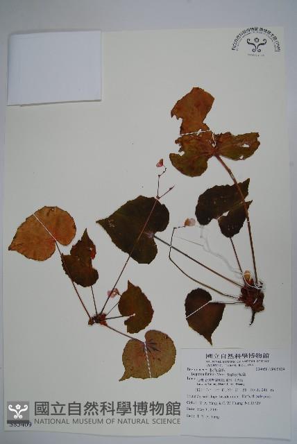 蘭嶼秋海棠藏品圖，第1張