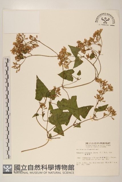 蔓澤蘭藏品圖，第1張