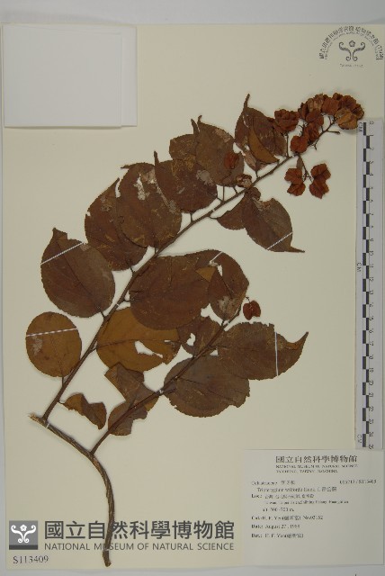 雷公藤藏品圖，第1張