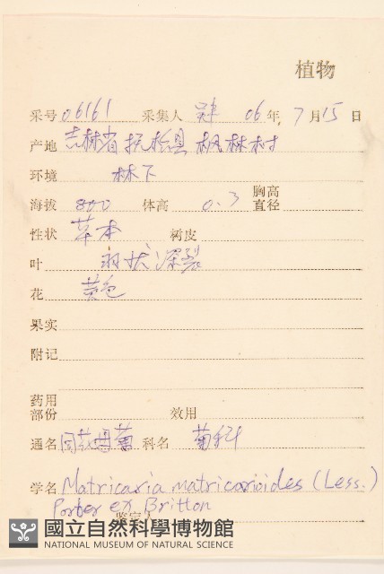 同花母菊藏品圖，第2張