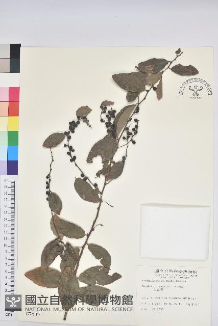 土密樹藏品圖，第1張