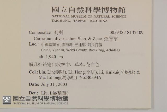 煙管草藏品圖，第2張