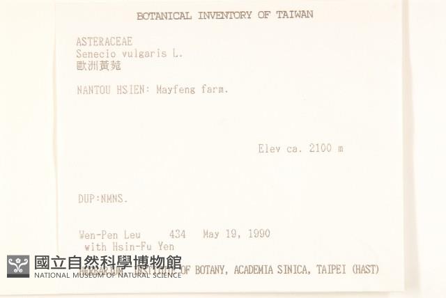 歐洲黃菀藏品圖，第2張