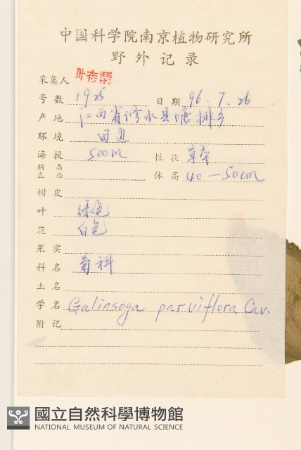 小米菊藏品圖，第2張
