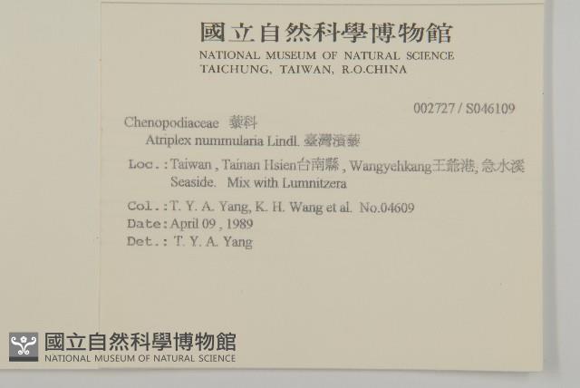 臺灣濱藜藏品圖，第2張