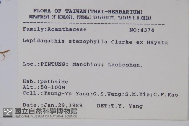 柳葉鱗球花藏品圖，第2張