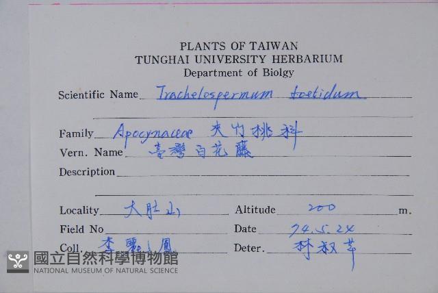 台灣白花藤藏品圖，第2張