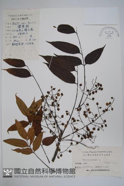 木蠟樹、山漆藏品圖，第1張